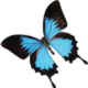 ulysses-butterfly